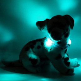LEUCHTIE Mini I LED Halsband extra für kleine Hunde - türkis