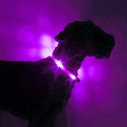 LEUCHTIE Plus - LED Halsband für Hunde - lavendel, transparenter Schlauch