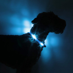 LEUCHTIE Easy Charge - LED Halsband für Hunde - eisblau
