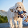 Toy Hund Canvas Sansi R Hummer 43 cm