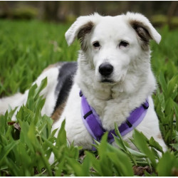 anny-x Brustgeschirr Fun lavendel