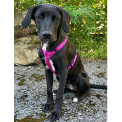 anny-x Brustgeschirr Fun sonnenhut