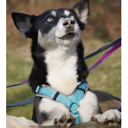 anny-x Brustgeschirr Fun grau/ eisblau