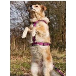 anny-x Brustgeschirr Fun grau/ pink