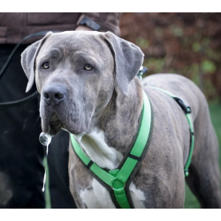 anny-x Brustgeschirr Fun oliv/ hellgrün