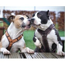 anny-x Brustgeschirr Fun braun/ bernstein