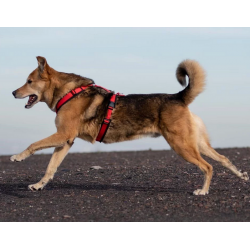 anny-x Brustgeschirr Fun schwarz/ rot