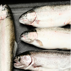 No 02 - nacanis Fisch- Hunde - Hanfsnack - 60 Stk.