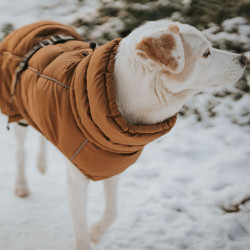 Hundemantel Paxson -  karamell - HUNTER