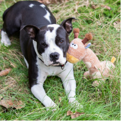 Plüschtier Giraffe 33cm