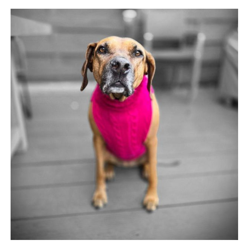 JUMPER - PINK  -100 % Wolle vom Merino Schaf