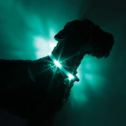 LEUCHTIE Easy Charge - LED Halsband für Hunde - türkis
