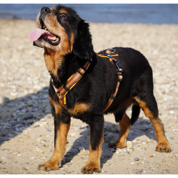 anny-x Brustgeschirr Fun Wildblume / Limited Edition