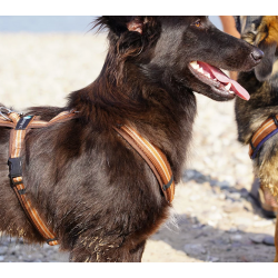 anny-x Brustgeschirr Fun Kastanie / Limited Edition