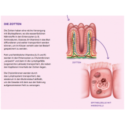 Peptide+ Verdauungspflege-Rezeptur (getreidefrei)