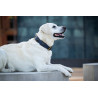 Hundehalsband Lord & Lady dunkelblau - cognac / gold