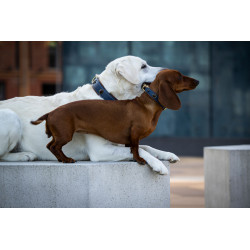 Hundehalsband Lord & Lady dunkelblau - cognac / gold