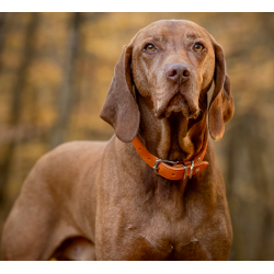 Halsband Mono Pop orange