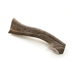 Hirsch-Geweih halbiert (1Stück)
