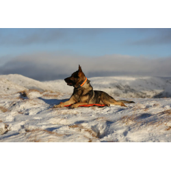 Protector bivvy bed orange - Non-Stop Dogwear