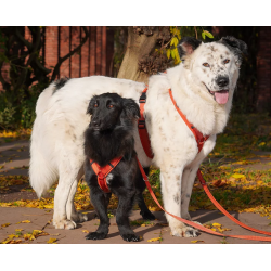 anny-x Brustgeschirr Fun Ahorn