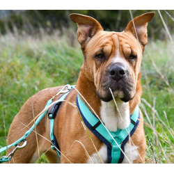 anny-x Brustgeschirr Fun Ozean