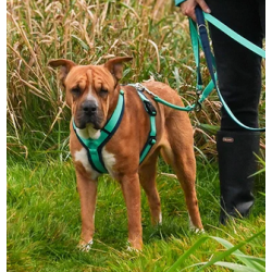 anny-x Brustgeschirr Fun Ozean