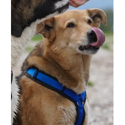 Brustgeschirr Fun schwarz/ blau