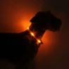 LEUCHTIE Easy Charge - LED Halsband für Hunde - sunset-orange