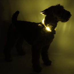 LEUCHTIE Easy Charge - LED Halsband für Hunde - sonnengelb